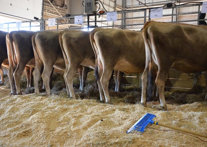 (r-l) LOT 71, Due in June to 1JE711 "Plus", Consigned by Goff Dairy, NM | LOT 53, Due in August to 11JE1118 "Marvel", Consigned by Goff Dairy, NM | LOT 56, Due in August to 14JE605 "Spitfire", Consigned by Goff Dairy, NM | LOT 66, Due in June to "Hilton", Consigned by John & Julie Mayer, MD | LOT 63, Due in June to 11JE1150 "Valson", Consigned by Goff Dairy, NM