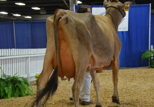 JUNIOR 3-YEAR-OLD CLASS 1st - Lot 52 - SMJ Plus Ginger, consigned by Trans-Ova Genetics, IA