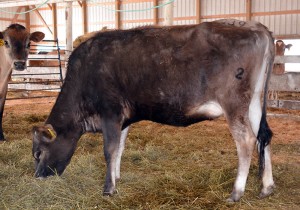 LOT 139 - FV HEADLINE NADINE Born 11/23/2012 | Pregnant 5 Months  Consigned by Ron Kaiser, IA