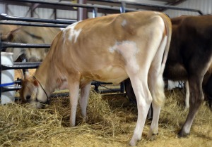 Lot 20 - Marhaven Excitation Sienna Born 7/29/2013 Dams are E-90% - E-93% - E-94% Consigned by Matt Boyce and Family, OH