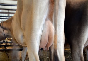 Lot 47 - Clareshoe Eclipes Wilma-P Born 8/4/2012 | Due 7/12/2014 to "Critique-P" Polled Genetics on both sides of the pedigree Consigned by Steven Shoemaker, OH