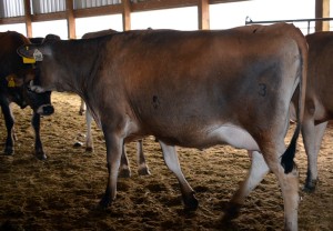 LOT 71 - KLOPPE LOUIE 2062 Born 6/30/2012 | Due in June  Consigned by Kloppe Dairy Farm, MO