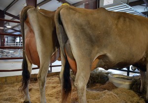 Lots 68 and 76 - Udders Lot 68 - Spring Cellar Indiana Felica Born 2/27/2011 | JUI 2.85 | Fresh 3/24/2014 Projected to 21,815M, 875F, 752P at 3-0 Consigned by Hobbs Lutz, SC ---------------- Lot 76 - J-Kay Justice Eclipse, E-90% Born 6/28/2009 | Fresh 2/20/2014 | Bred 5/19/2014 to 94JE3704 61 lbs. Milk on April Test Consigned by Clark Morgan, OH