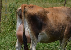 LOT 695 - PAGE-CREST TEQUILLA 695 Born 3/1/2012 Due any day to "Victory"