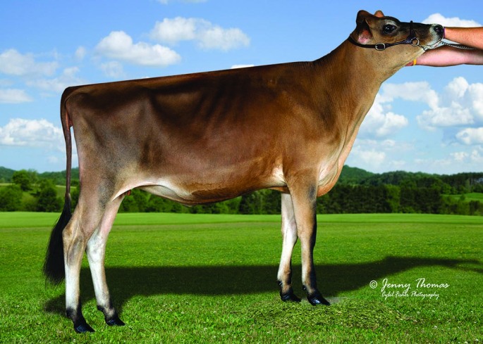 JWH Nate Silver - RESERVE JUNIOR CHAMPION / ALL AMERICAN SENIOR CALF, 2014 All american Jersey Show! Sells as LOT 20 the sale